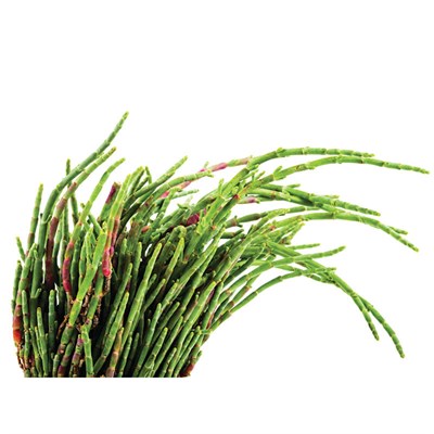 GreenadaDeniz Börülcesi (Salicornia Cress)