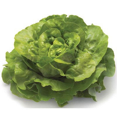 GreenadaYeşil Yağlı Marul - Kop Salat - (Green Butterhead)