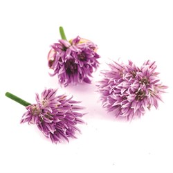 GreenadaSoğan Çiçeği (Onion Flower)