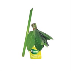GreenadaTaze Adaçayı (Fresh Sage Tea)