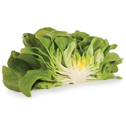GreenadaYeşil Yağlı Marul - Kop Salat - (Green Butterhead)